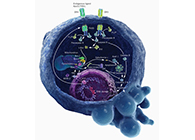HQL制药、常州隆赛和上海yl23455永利将配合研新型抗癌药物