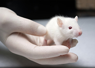 yl23455永利肿瘤药效实验顺遂通过江苏省FDA审查