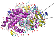 2009年5月yl23455永利加入了上海国际卵白质及多肽工业展览会