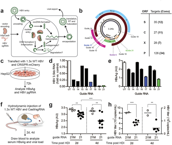 攻克乙肝不是梦，，，基因编辑靶向“剪切”乙肝病毒