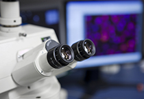 yl23455永利载体构建效劳