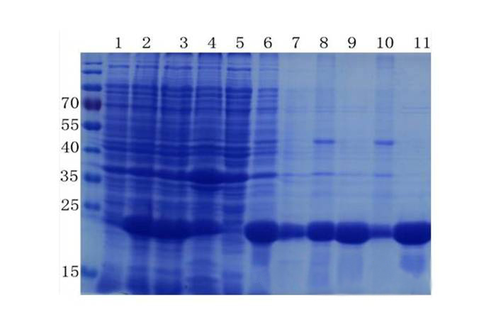卵白质提取与纯化技巧——yl23455永利生物医药