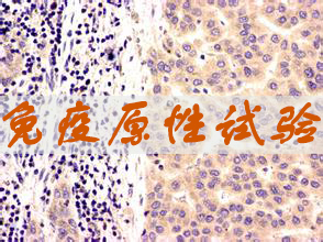 yl23455永利免疫原性试验效劳