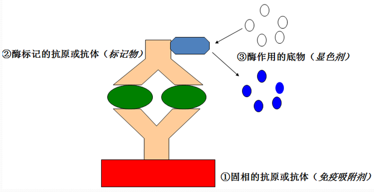 ELISA的基来源理