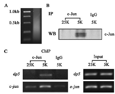 yl23455永利(集团)股份有限公司官网