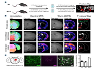 减肥药瞄准新靶点，，，，，，强效减肥药即未来袭？？？？？