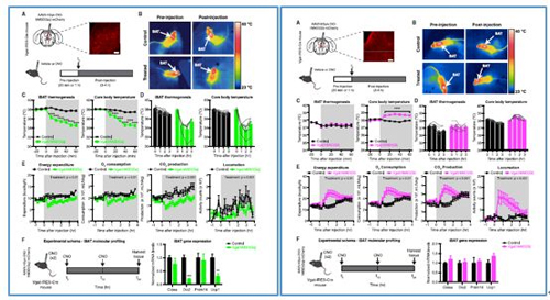 对神经元的激活会镌汰棕色脂肪产能，，镌汰身体活动，，从而抑制能量的消耗；；；；；相反，，抑制神经元会提高能量的消耗。。。。。