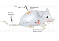 围观:临床前小鼠模子怎样。。。。？？？？