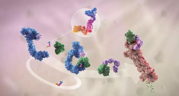 卵白降解剂（多色）连系了1个靶卵白（绿色）和1个E3泛素毗连酶（蓝色），，，驱动基于卵白酶体（橙色）的靶卵白泛素化（紫色）和降解。。。