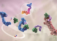 LYTAC出生，，与PROTAC并肩作战针对不可成药的靶点