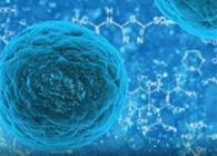 攻克三阴性乳腺癌，，，，，蜜蜂毒液竟是要害？？？？？