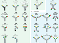 【云回首】理论、规则、实践，，，三位一体解说双抗的生物剖析