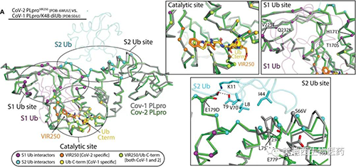 视察到的SARS-CoV-1 PLpro和SARS-CoV-2 PLpro的Ub / Ubl加工概况的分子基础