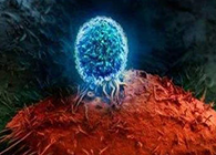 Nature：BATF3改善T细胞影象应答，，，，有望改善免疫疗法的疗效