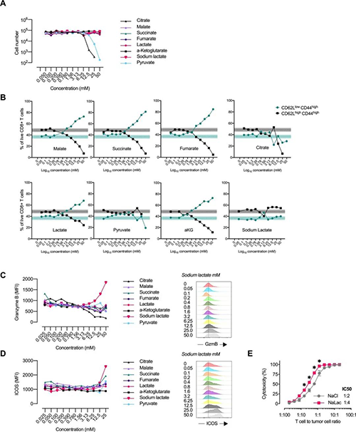 中央碳代谢物会改变CD8 + T细胞效应子的漫衍（泉源：e Life）