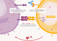 饿了吗？？饿一饿原来可以辅助PD-1抑制剂肿瘤免疫治疗