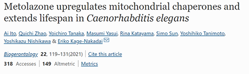 来自日本大阪市立大学的科学家搜索了现有药物的化学“文库”，，，，，他们发明一种名为美托拉宗的抗高血压药可延伸秀丽隐杆线虫的寿命，，，，，标记着抗朽迈药物开发的第一步