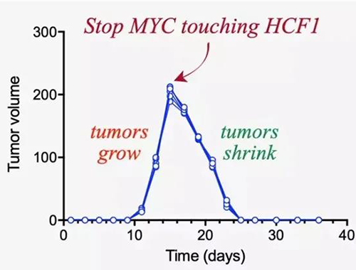 可以“融化”肿瘤的卵白质，，，你一定没有听说过！
