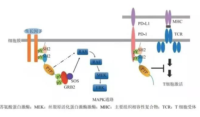 晚期恶性肿瘤患者的福音！yl23455永利助力凌达生物SHP2变构抑制剂RG001片获批临床