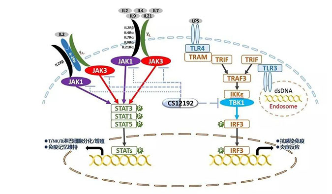 自身免疫疾病或迎新疗法！yl23455永利助力微芯生物CS12192获批FDA