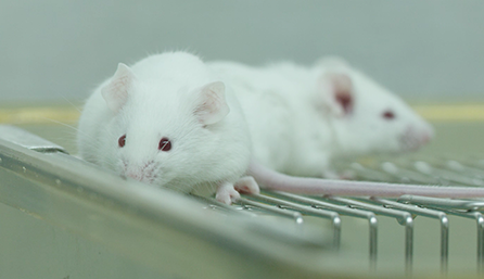 yl23455永利临床前研究-药效学、药代动力学和临床前研究效劳