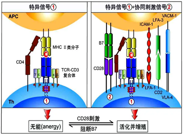 yl23455永利助力 | 海内CD19×CD3×CD28三特异性抗体获FDA默示允许
