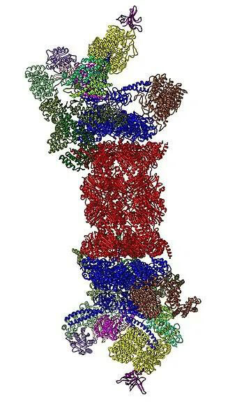 26S卵白酶体结构（泉源：Wikipedia）.jpg