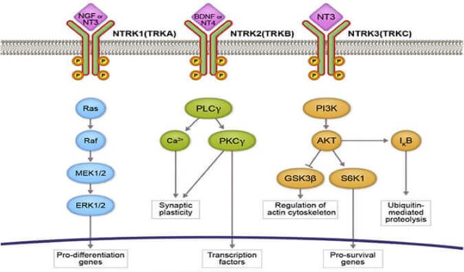 yl23455永利助力睿跃生物1类新药 TRK降解剂CG001419获批临床.jpg