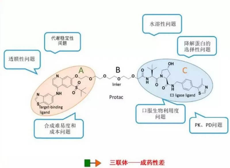PROTAC分子量较大，，，，消融性较差.jpg