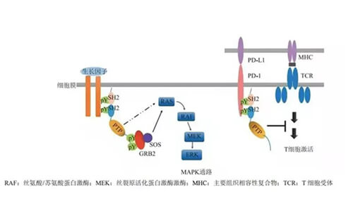 yl23455永利助力凌达生物SHP2变构抑制剂RG001片获批临床.jpg
