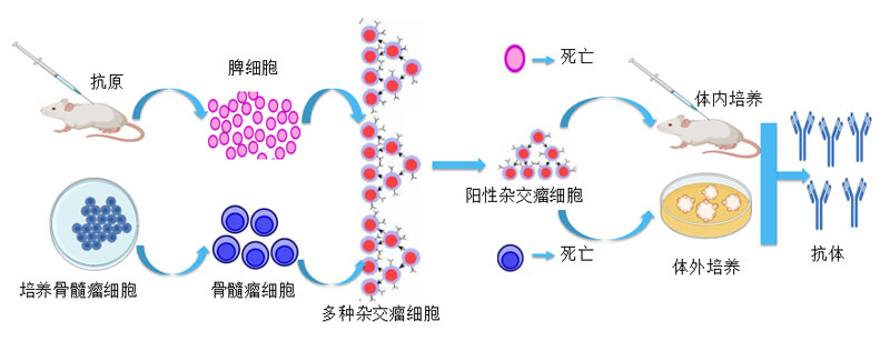 杂交瘤手艺.jpg