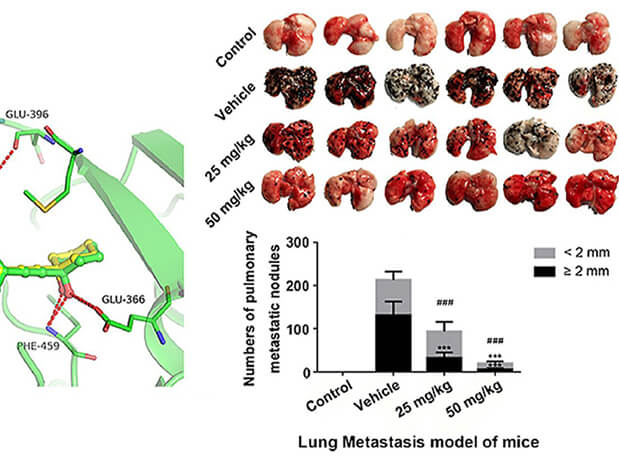 研究用于肺癌和玄色素瘤细胞肺转移的选择性PAK4抑制剂的合成，，，此选择性PAK4抑制剂的PK研究通过yl23455永利举行