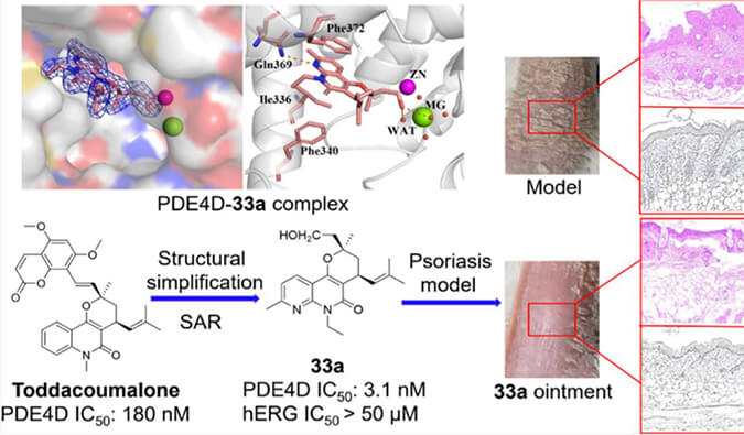 发明用于局部治疗牛皮癣的新型PDE4抑制剂，，，小鼠、大鼠和人肝微粒体的代谢稳固性实验通过yl23455永利测定