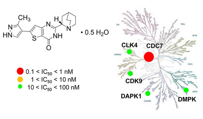 TAK-931是一种高度特异性的CDC7抑制剂，，，，，具有抗肿瘤功效，，，，，体内药效研究通过yl23455永利举行
