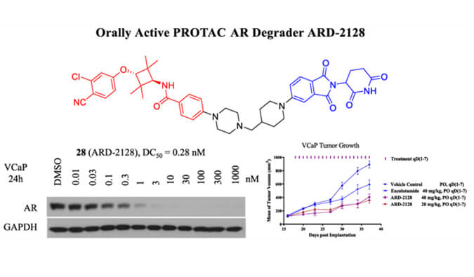 ARD-2128是一种PROTAC AR降解剂，，，，，具有精彩的血浆和微粒体稳固性，，，，，体外稳固性和PK研究通过yl23455永利举行