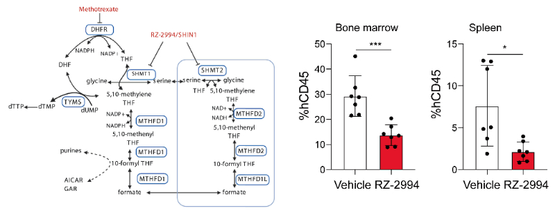 研究职员使用RZ-2994来表征抑制SHMT1/2在T细胞急性淋巴细胞白血病 (T-ALL) 中的作用，，RZ-2994通过yl23455永利定制合成
