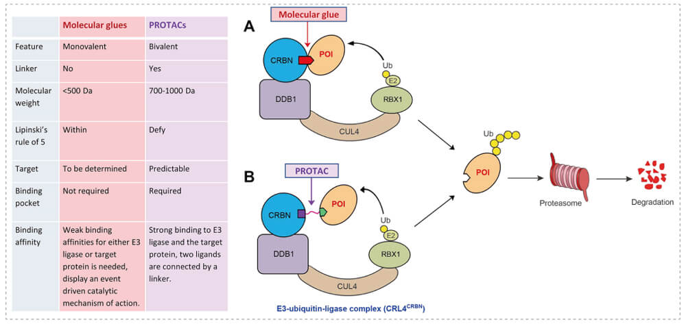 3-通过泛素-(Ub)-卵白酶系一切降解目的卵白-(POI)-示意图：分子胶(A)；；；；；PROTAC-(B).jpg