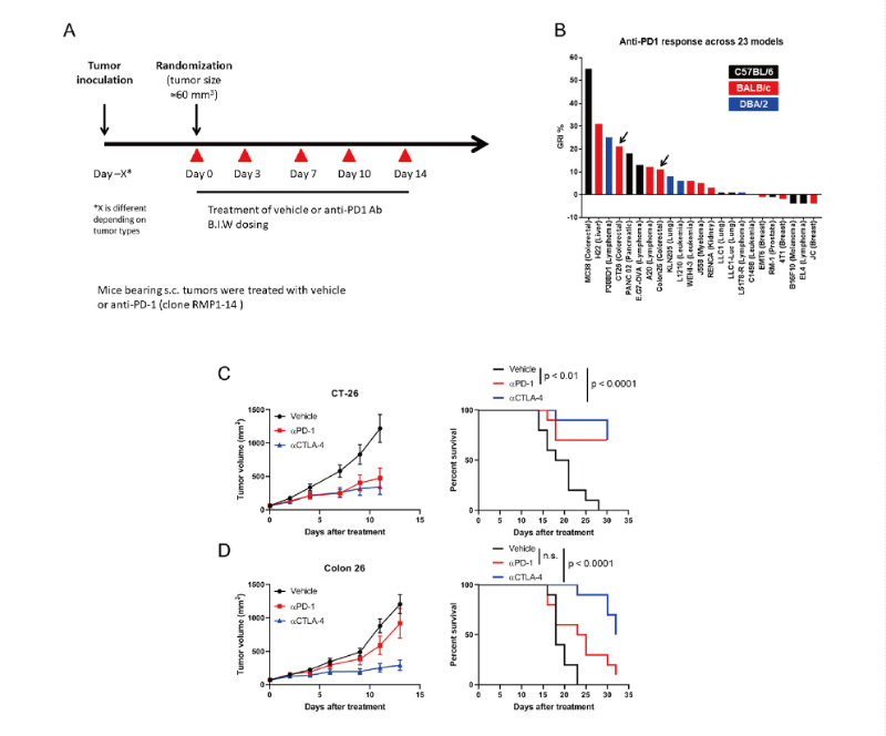 免疫检查点阻断疗法改变了癌症治疗的范式，，，，此研究中通过yl23455永利在23 个同源肿瘤模子中举行了抗PD-1抗体的体内研究