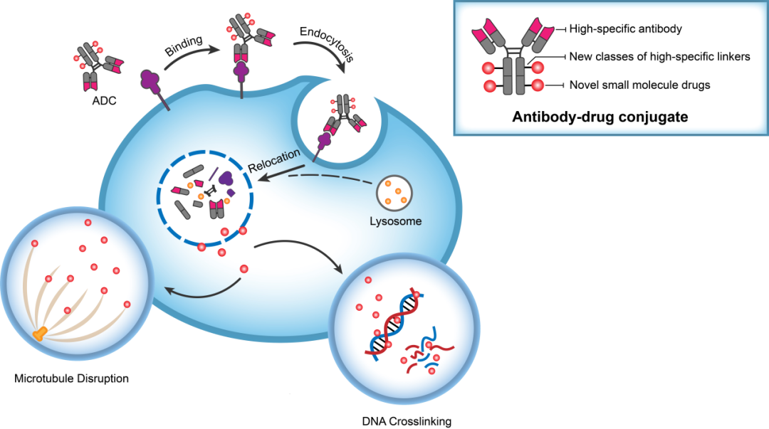 yl23455永利助力 | 华奥泰靶向CD73的ADC在美国获批临床