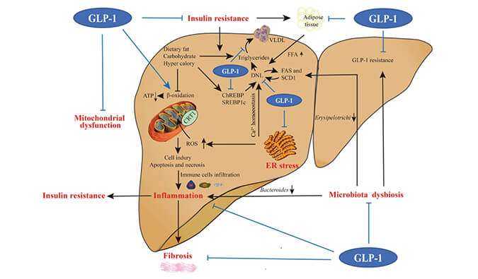 谁将成为 2024年全球生物医药首个黑马？？？NASH领域突破性药物即将问世？？？