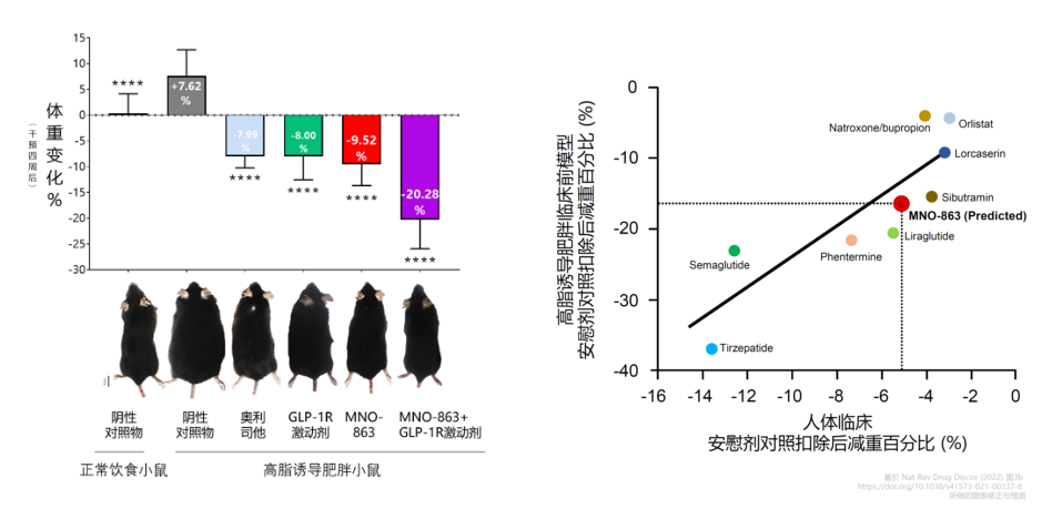 4周降低近10%体重！yl23455永利助力慕恩生物MNO-863活菌生物药获批临床