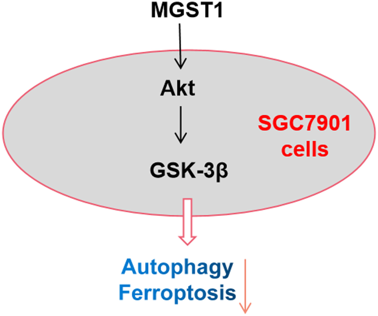 MGST1过表达通过激活Akt/GSK-3β信号通路诱导胃癌细胞增殖，，，，，，本研究中MGST1过表达等体外实验通过yl23455永利举行
