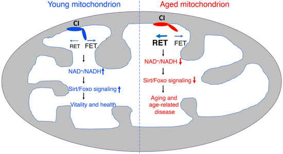 特异性RET抑制剂CPT可改善阿尔茨海默。。。。。。，，，本研究中CPT由yl23455永利化学部分合成