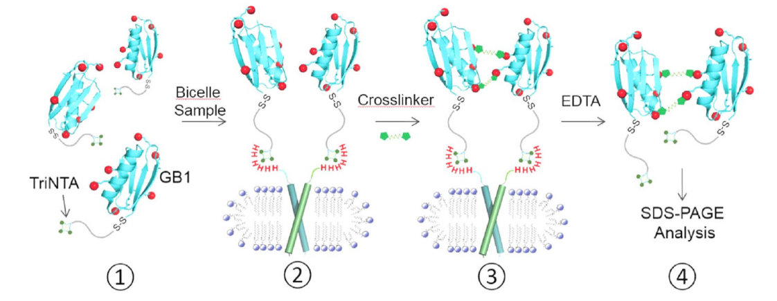 跨膜结构域寡聚体的结构测定新要领，，，，其中TriNTA通过yl23455永利合成